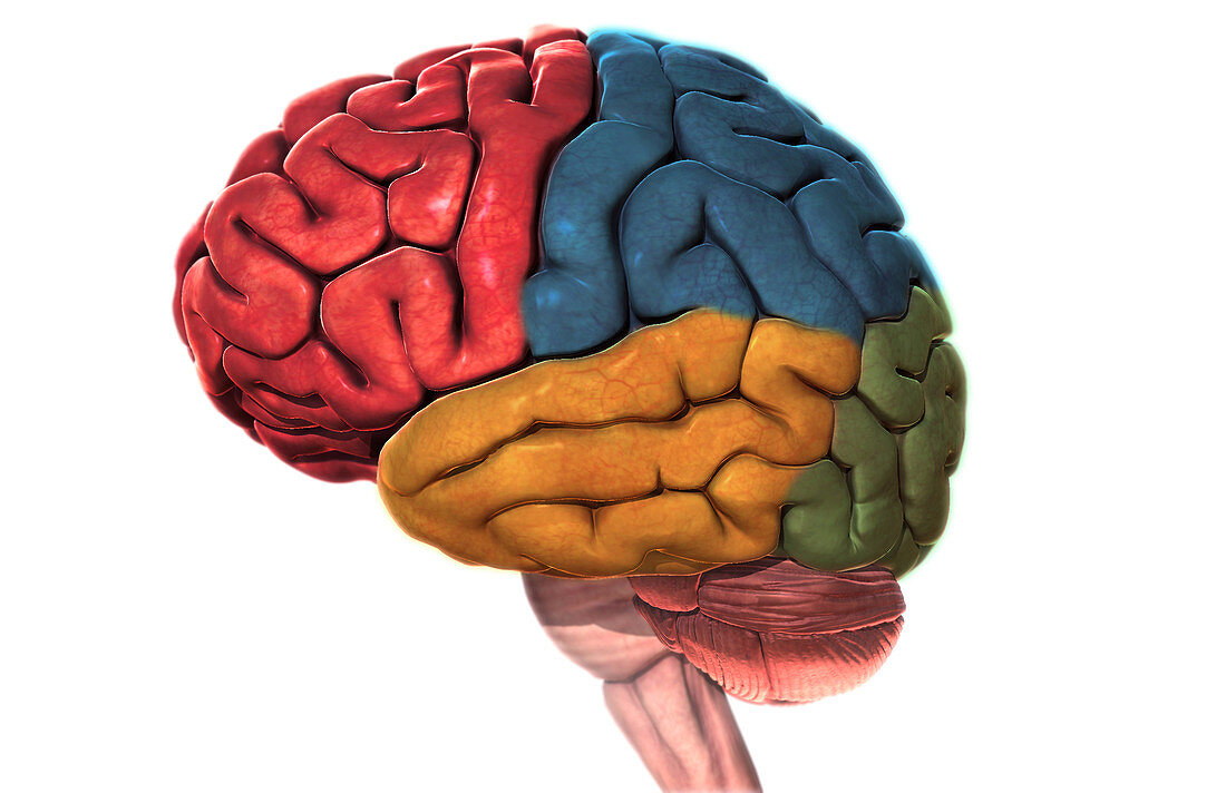 Human Brain Anatomy,Illustration