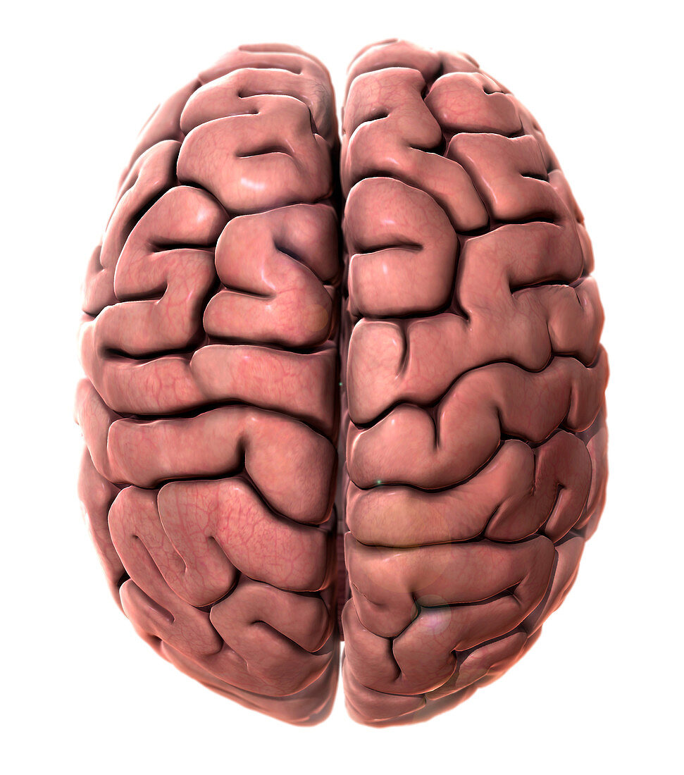 Human Brain,Superior View,Illustration