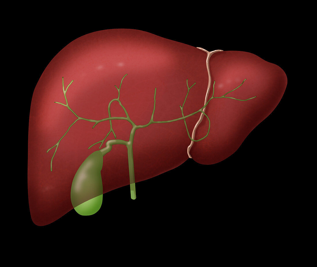 Liver and Gallbladder,Illustration