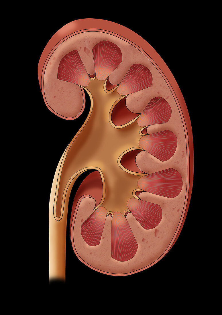 Healthy Kidney,Illustration