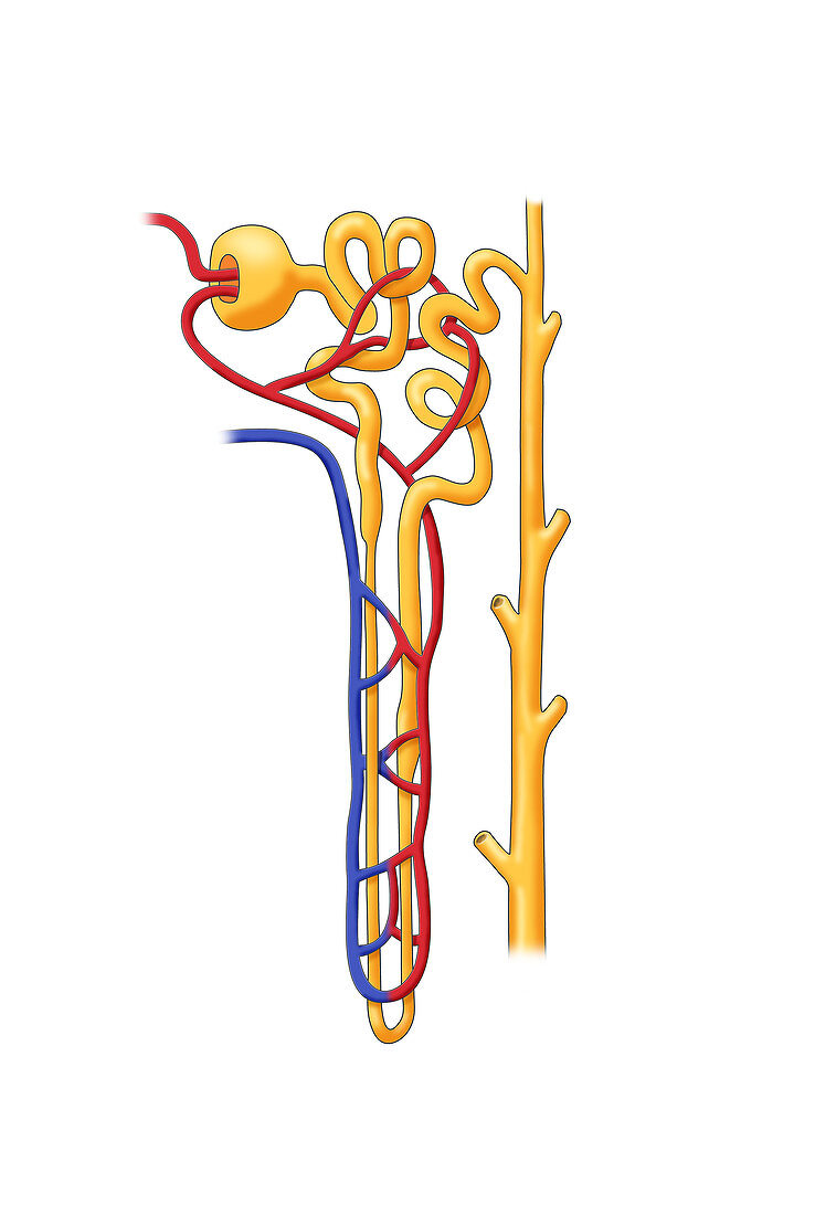 Nephron of the Kidney,Illustration