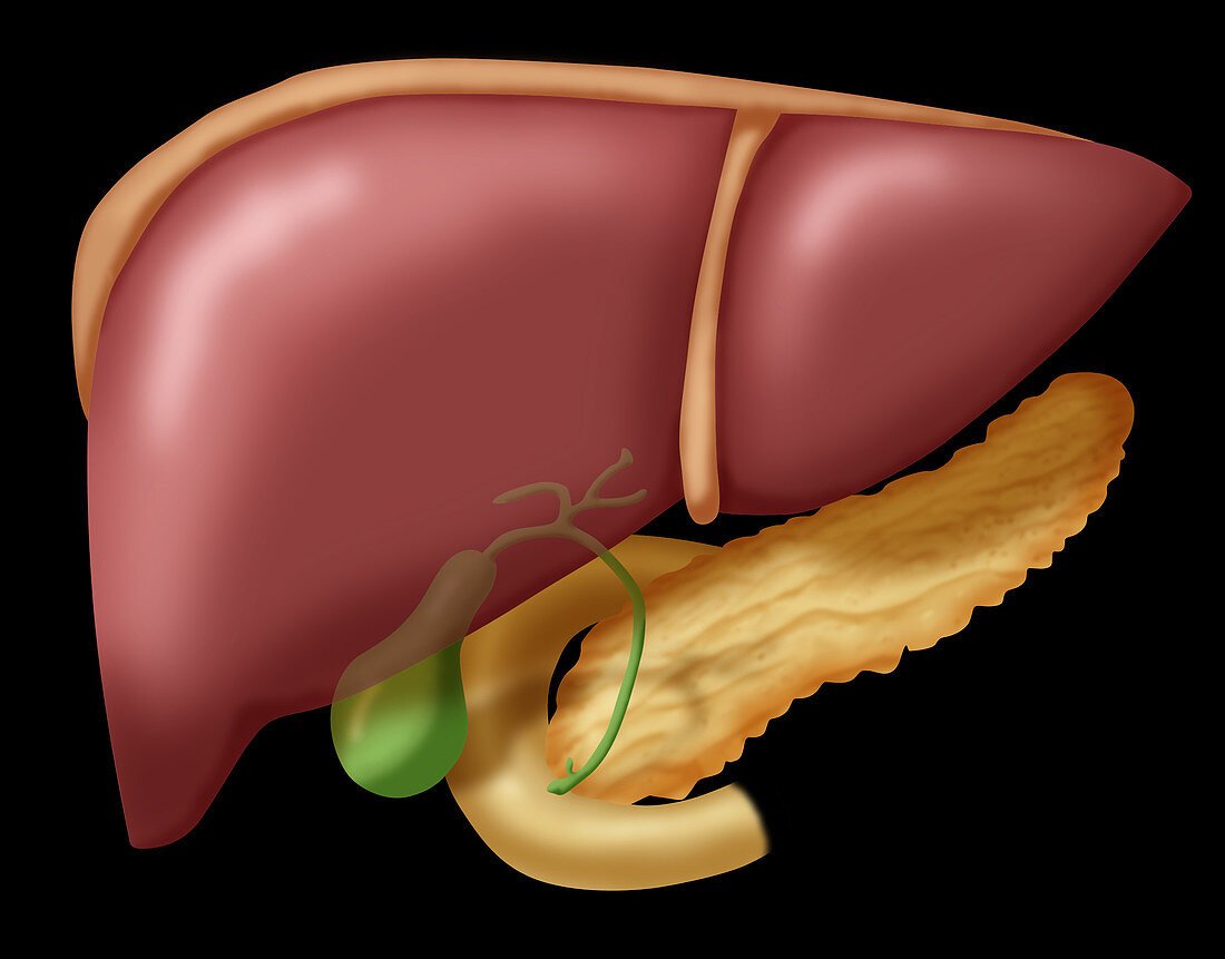 Liver and Organs,Illustration