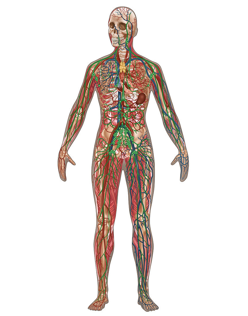 4 Body Systems,Female,Illustration