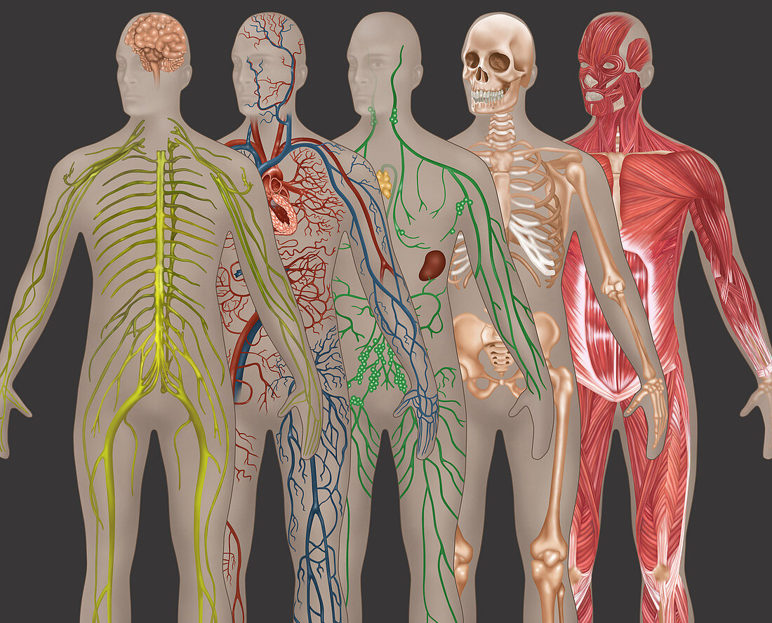 5 Body Systems,Male,Illustration