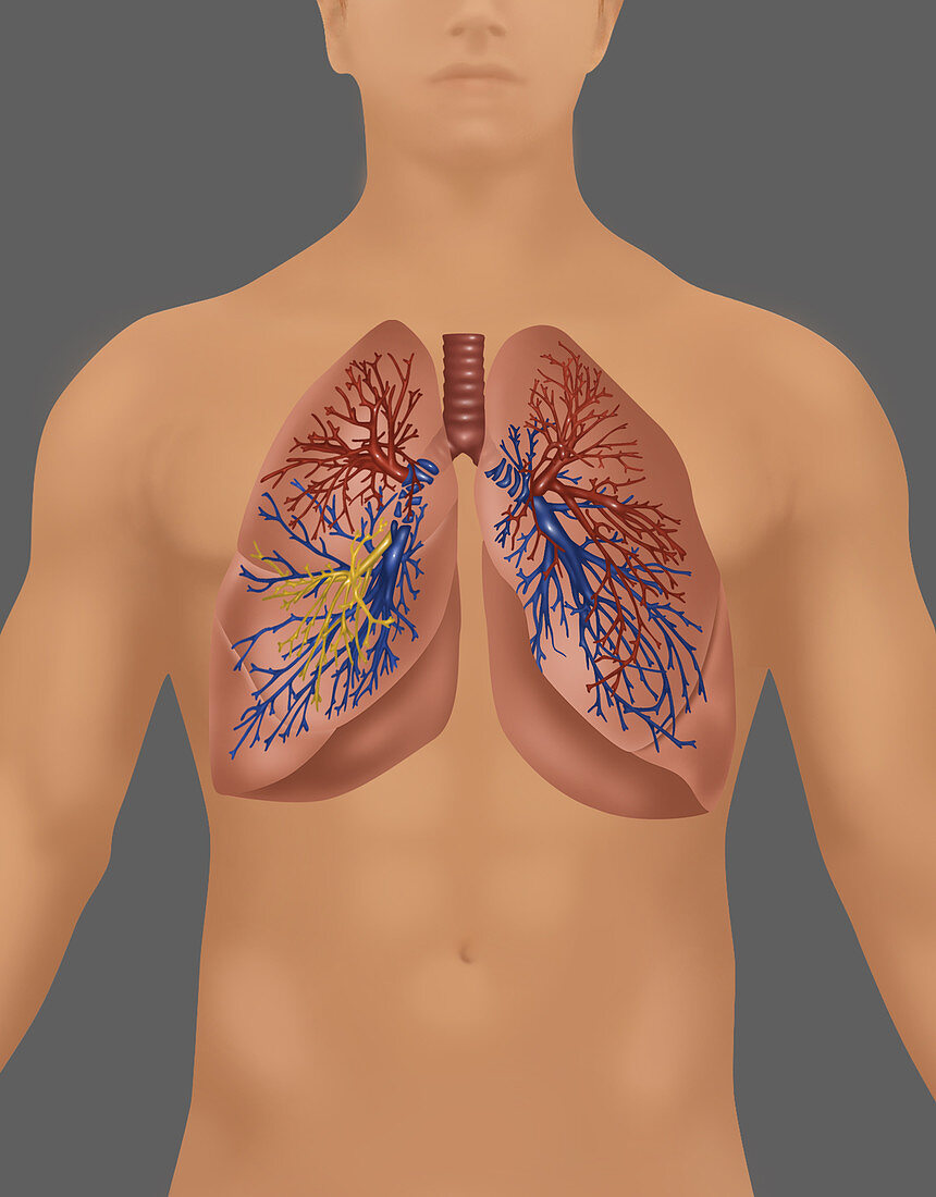 Lungs in Male Figure,Illustration