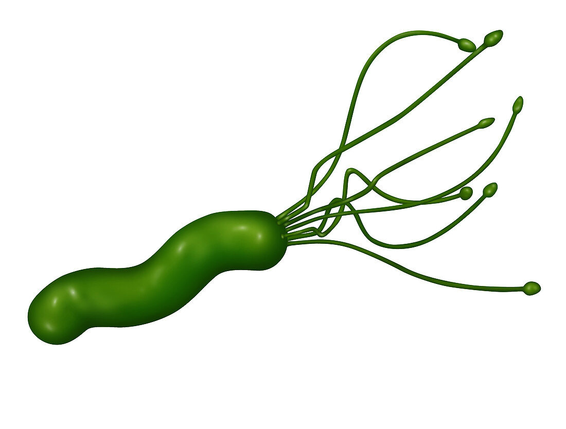 Helicobacter Pylori,Illustration