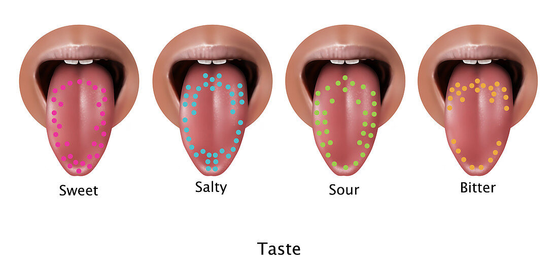 Taste Map,Illustration