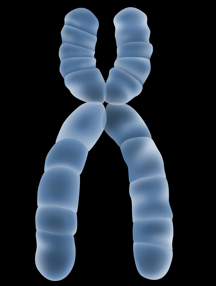 X Chromosome,Illustration
