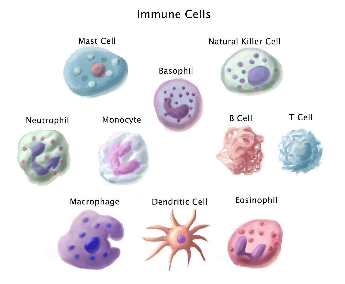 Immune Cells,Illustration