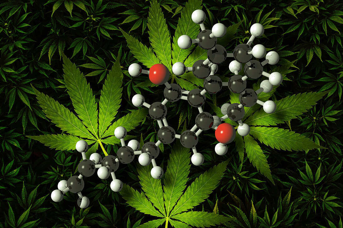 Medical Marijuana,Illustration