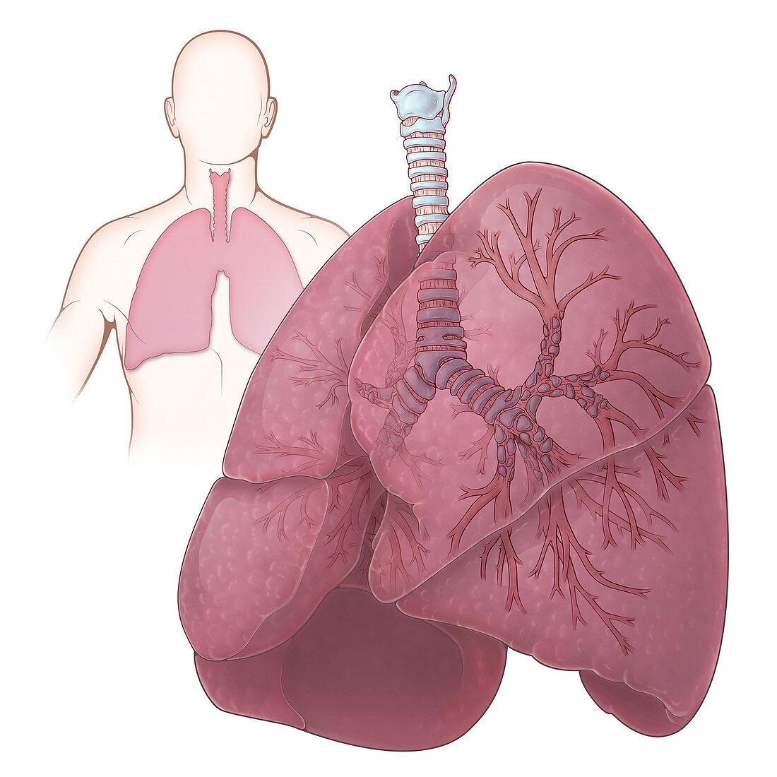 Lungs and Bronchi,Illustration