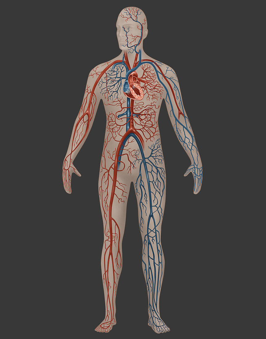 Circulatory System,Male,Illustration