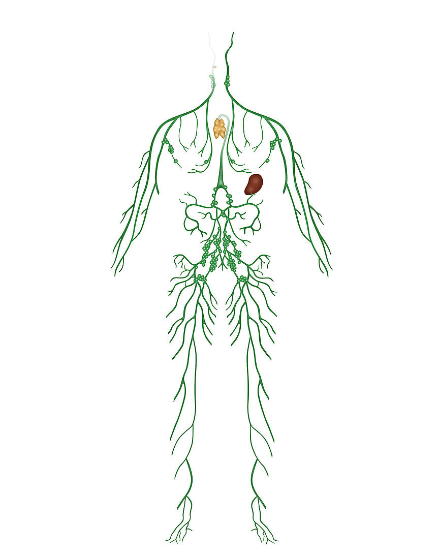 Lymphatic System,Illustration