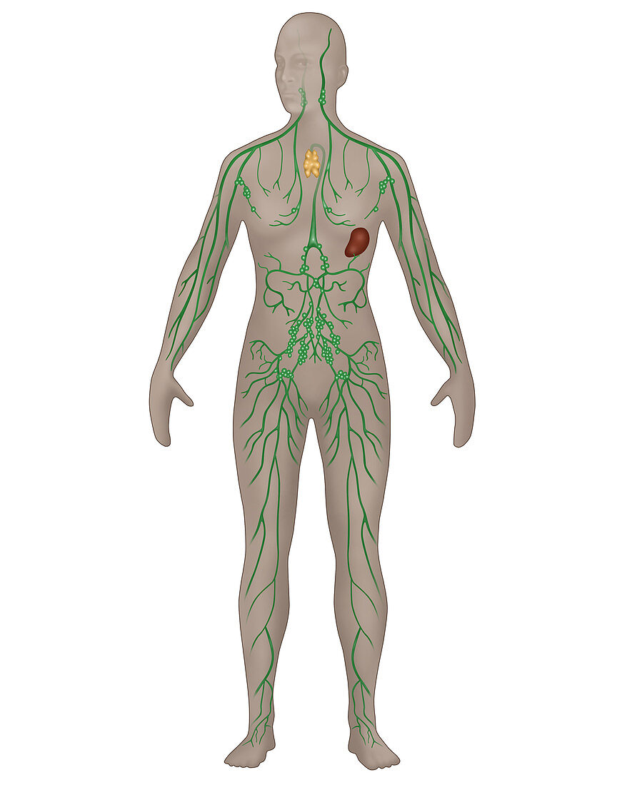 Lymphatic System,Female,Illustration