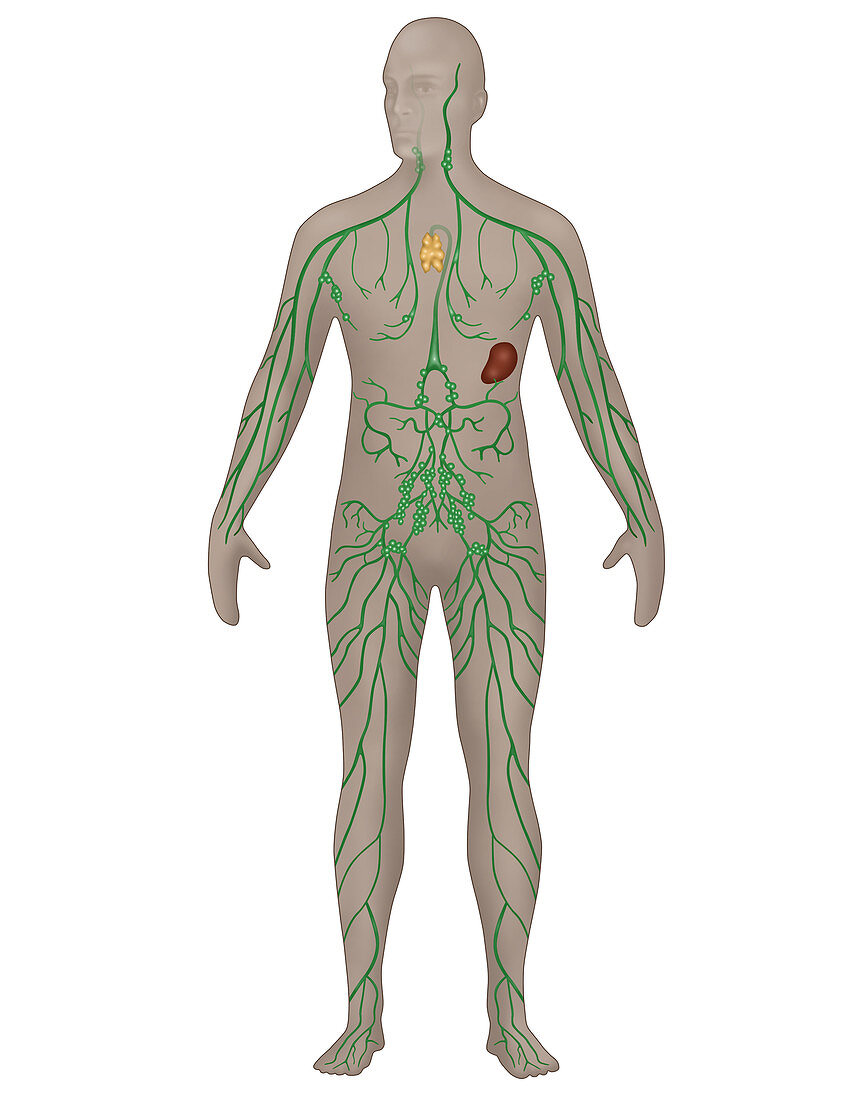 Lymphatic System,Male,Illustration