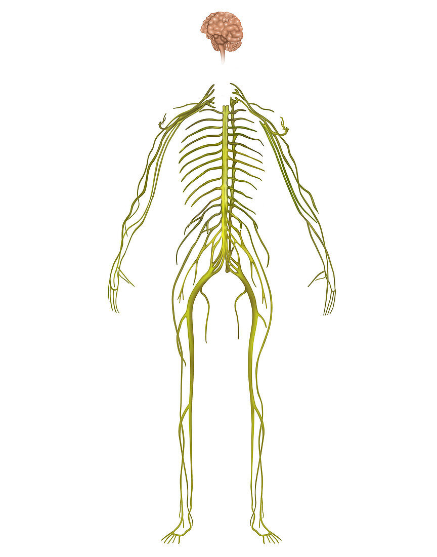 Nervous System,Illustration