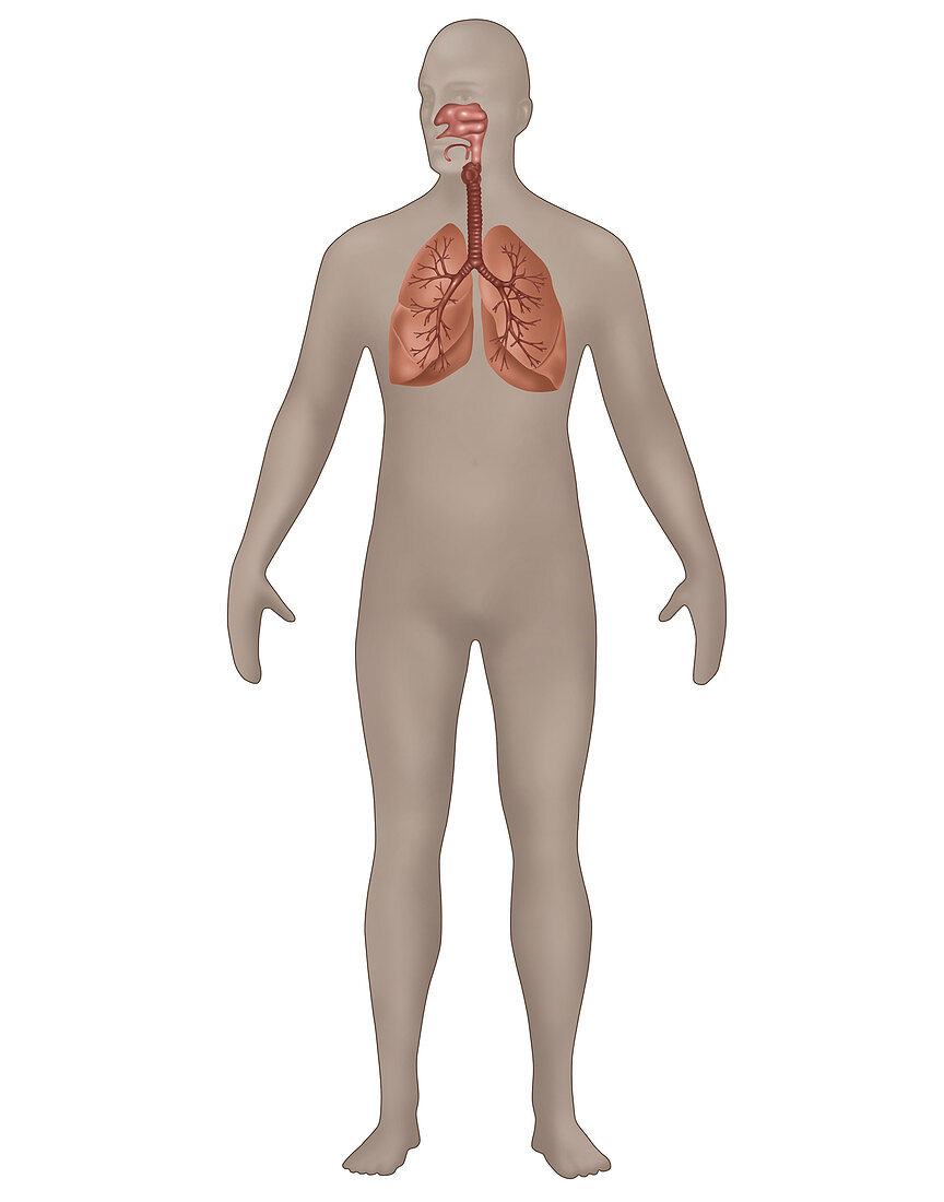 Respiratory System,Male,Illustration