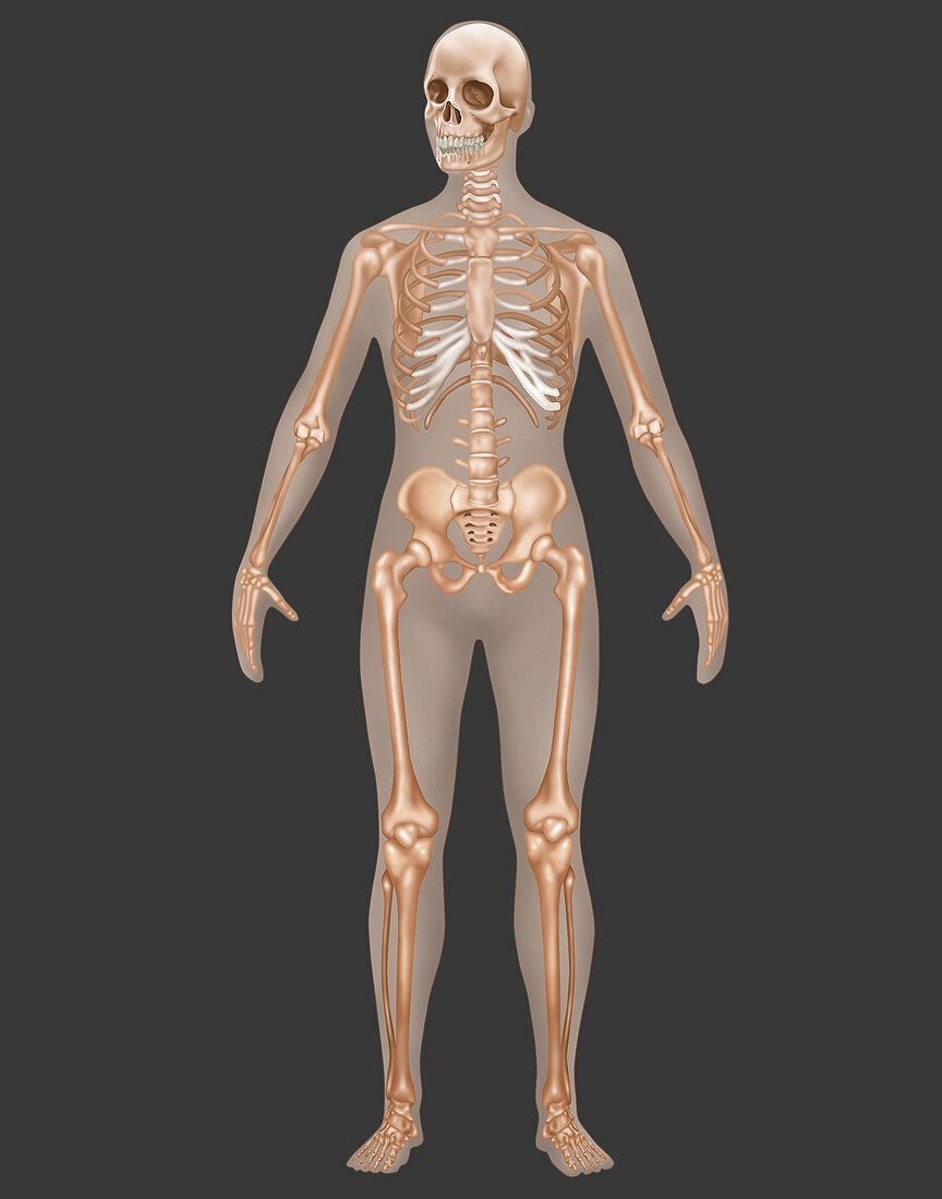 Skeletal System,Female,Illustration
