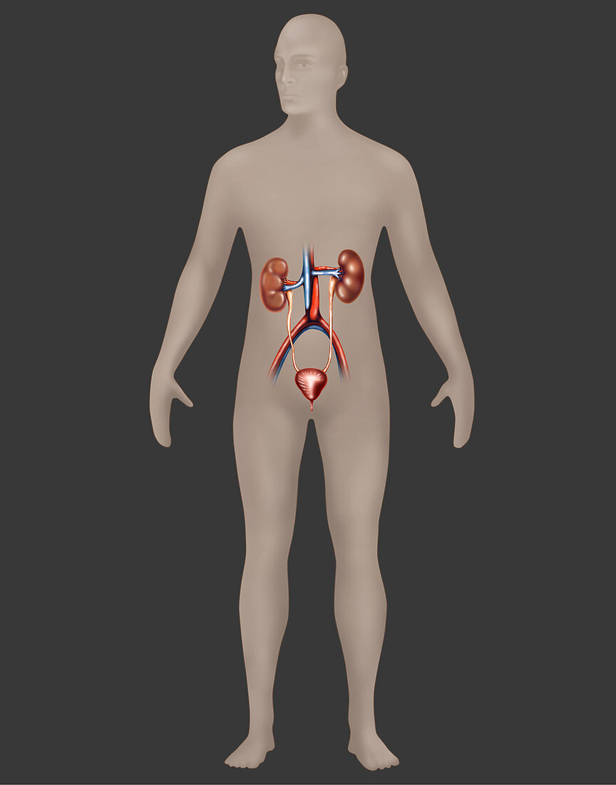 Urinary System,Male,Illustration