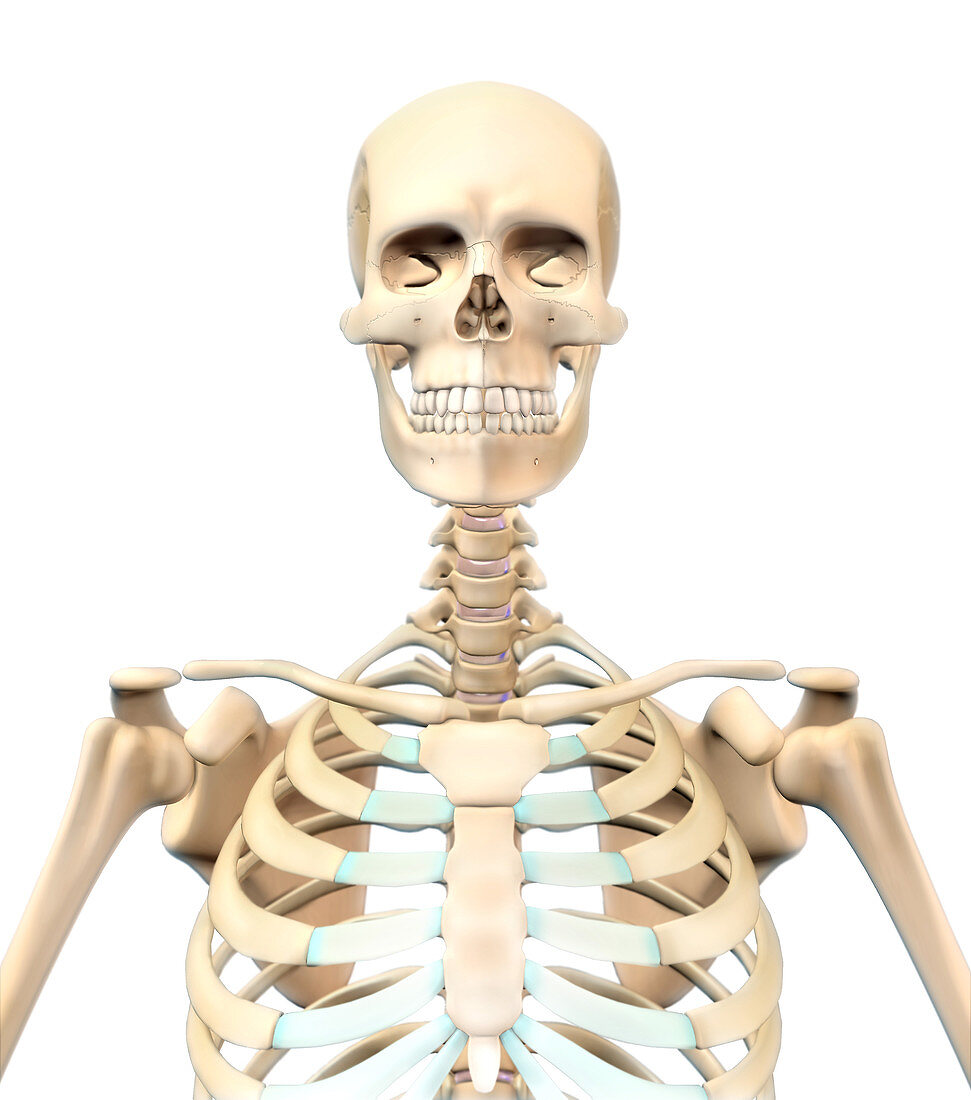 Human Skeleton,Upper Body,Illustration