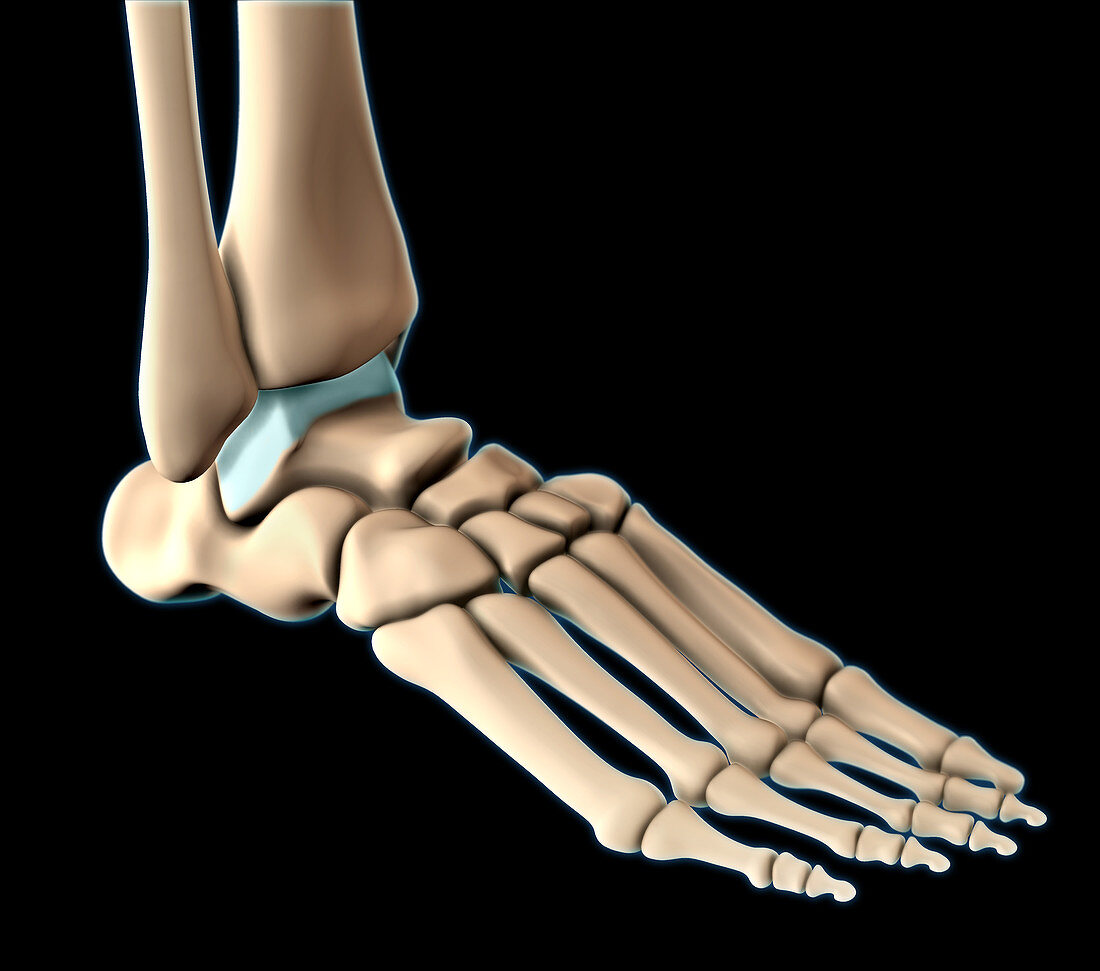 Bones of the Foot,Illustration