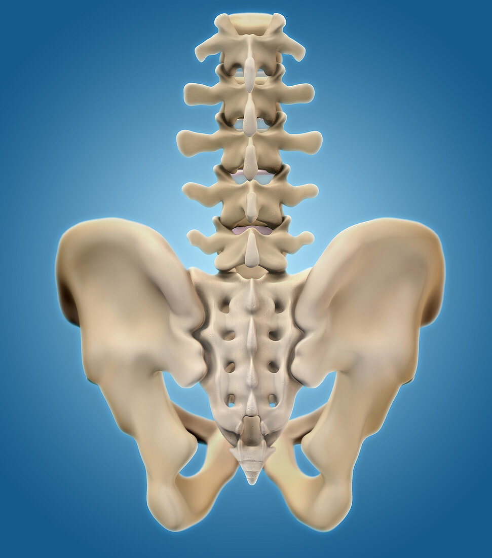 Pelvis,Posterior View,Illustration