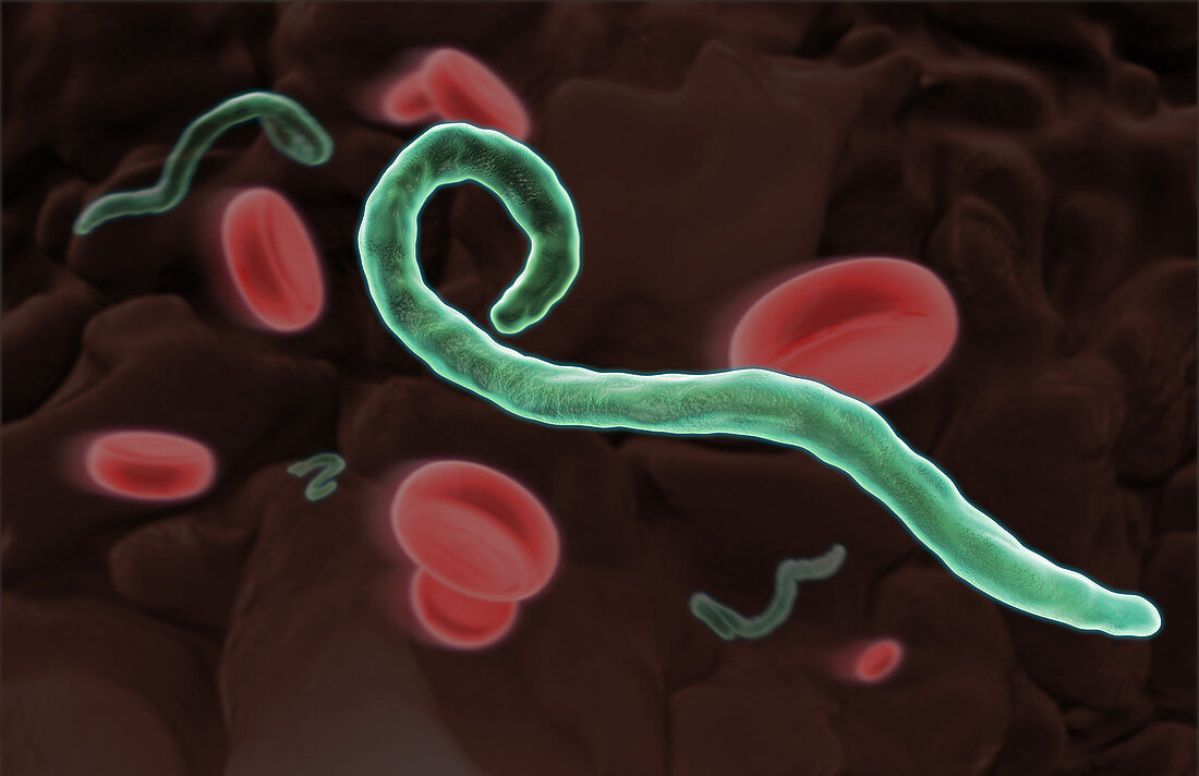 Ebola Virus,Illustration