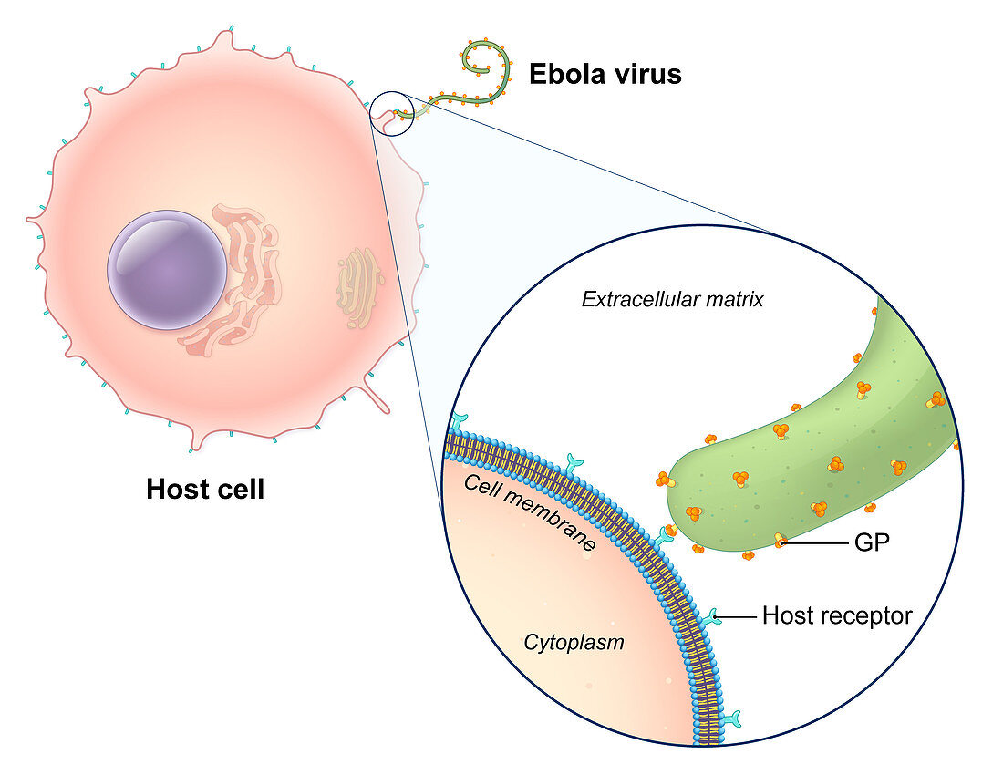 Ebola Virus Replication,Illustration
