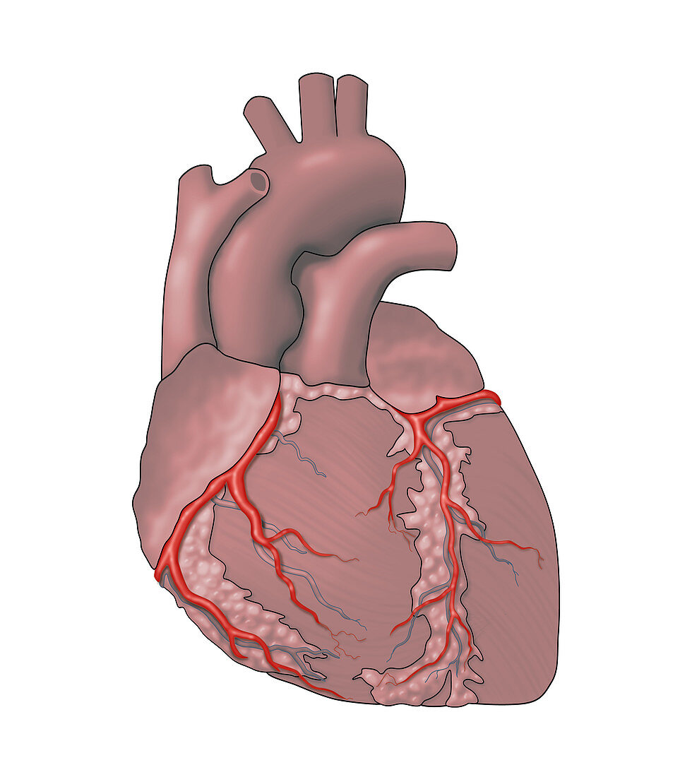 Coronary Arteries,Illustration