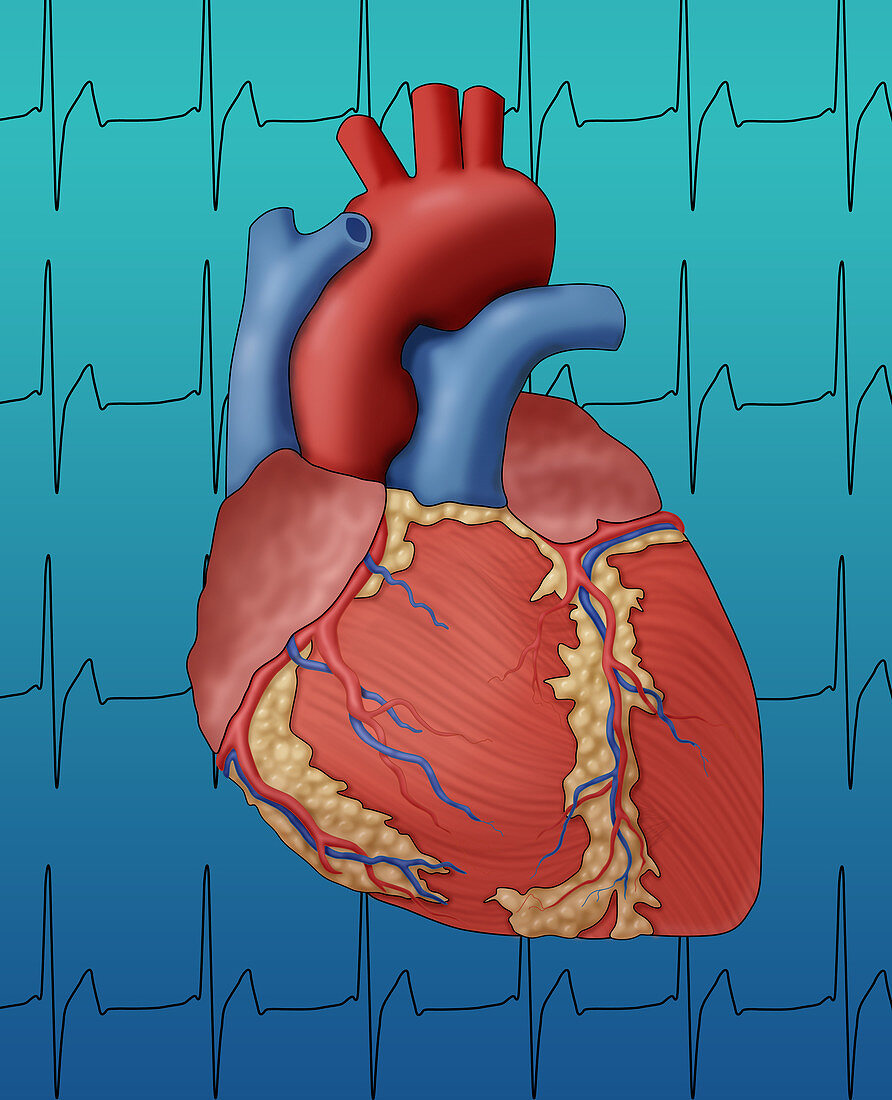 Heart,External Anatomy,Illustration