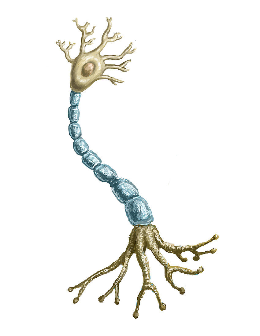 Neuron Cell,Illustration