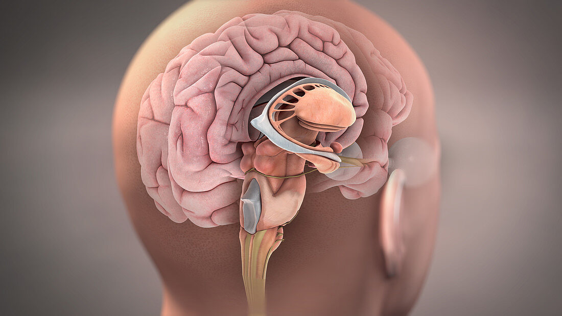Brain,Sagittal Section,Illustration