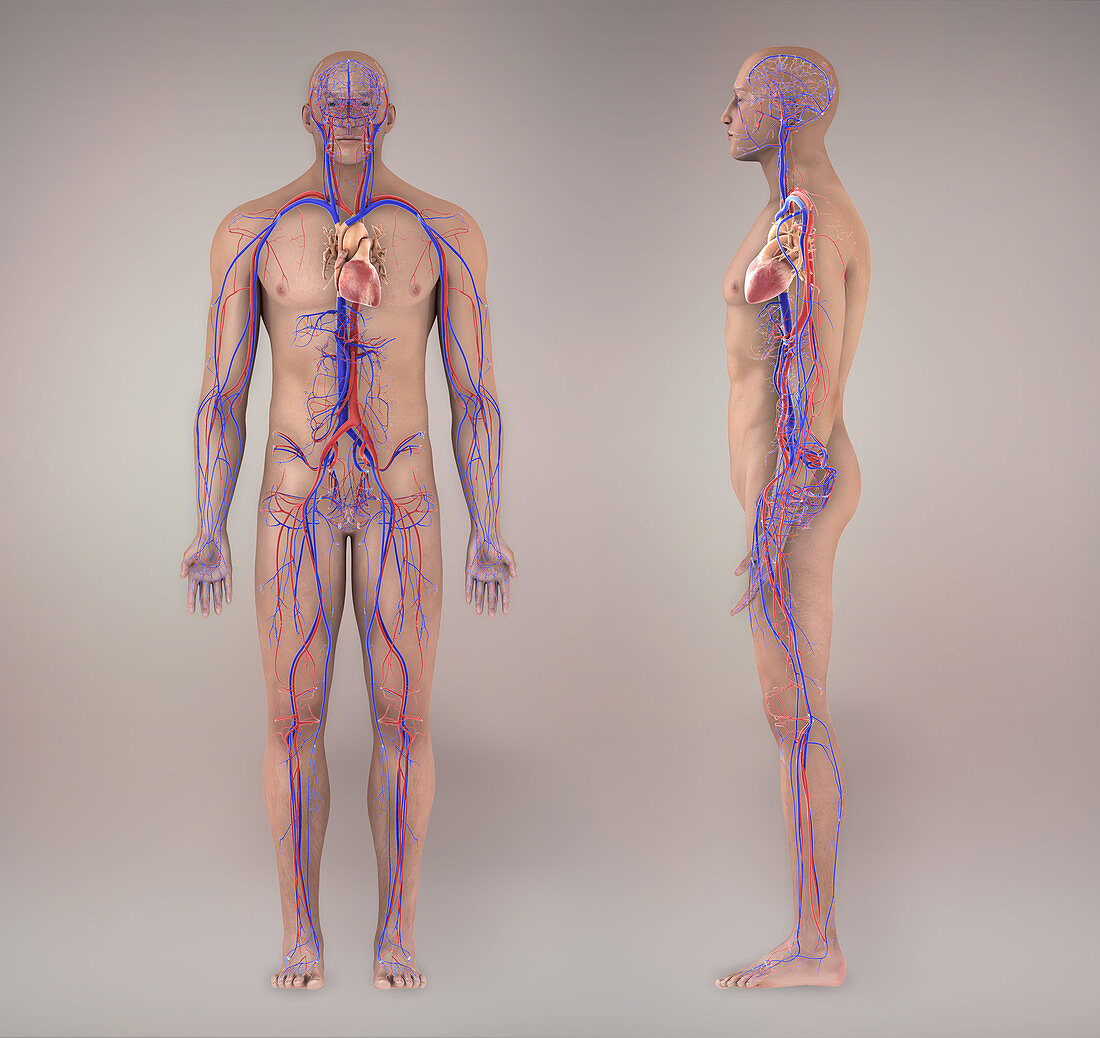 Circulatory System,Illustration