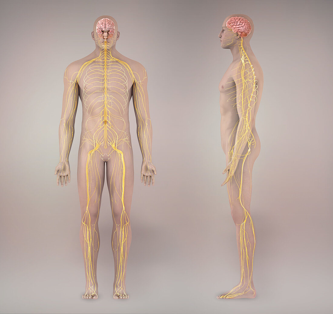 Nervous System,Illustration