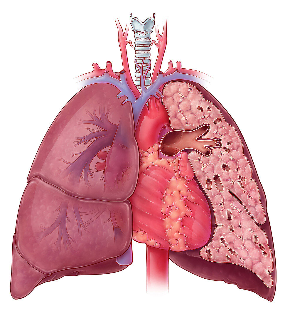 Heart and Lung Anatomy,Illustration