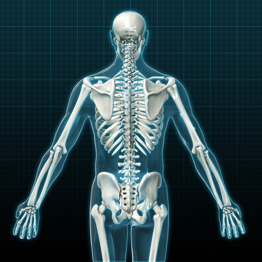 Human Skeleton,Illustration