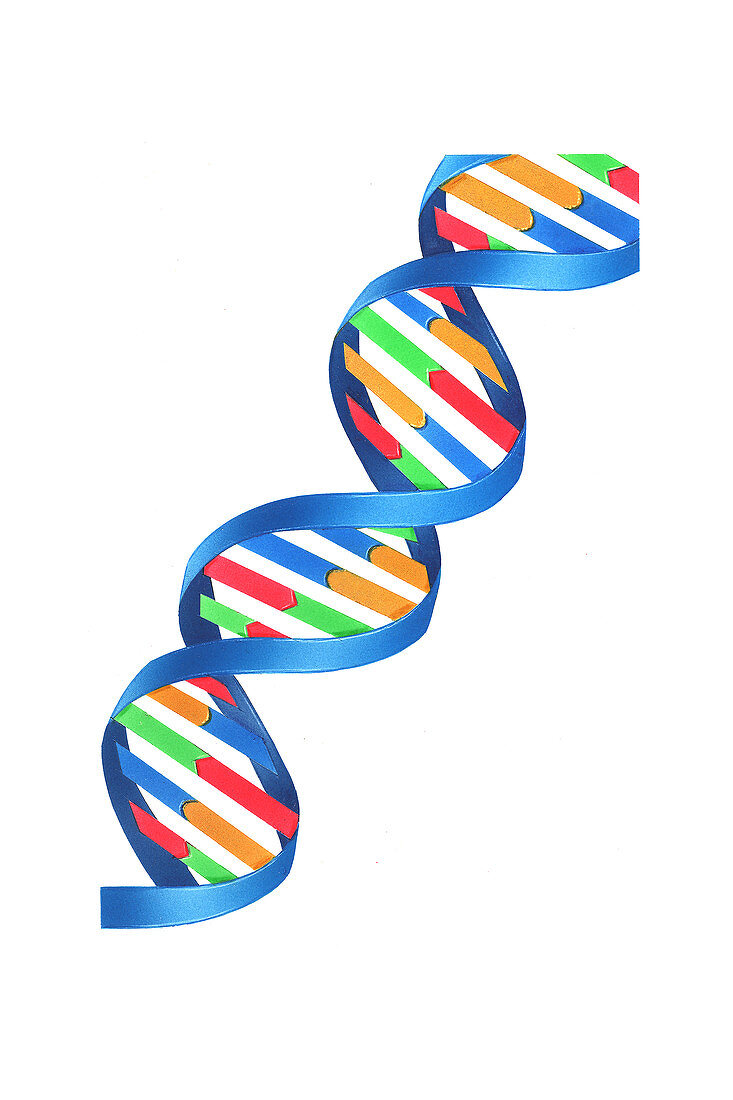 DNA Double Helix,Illustration