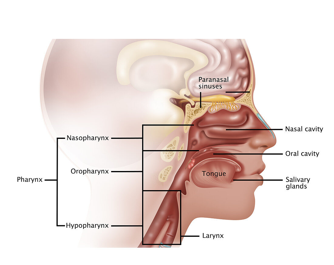 Cancer in Head,Illustration