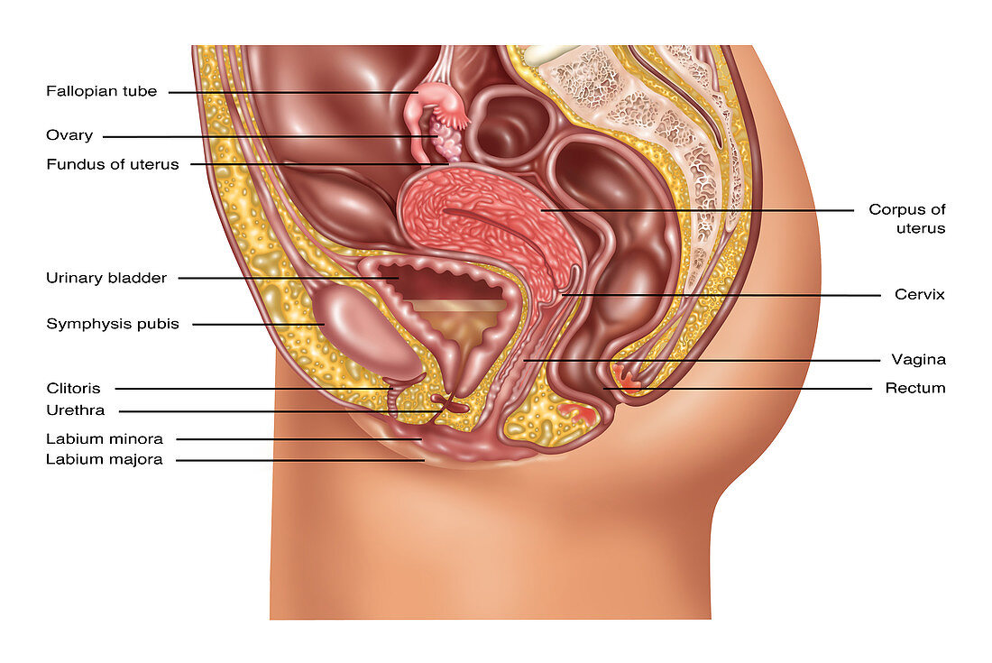 Female Reproductive Anatomy,Illustration