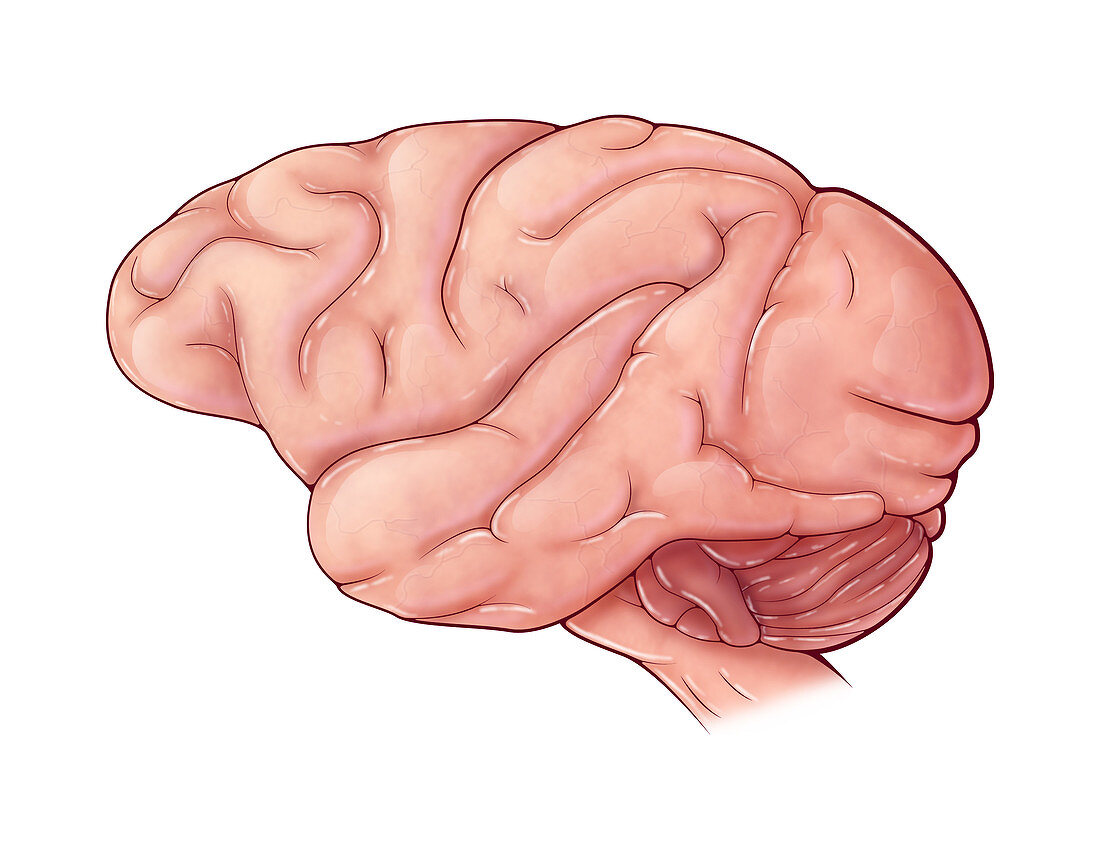 Macaque Brain,Illustration