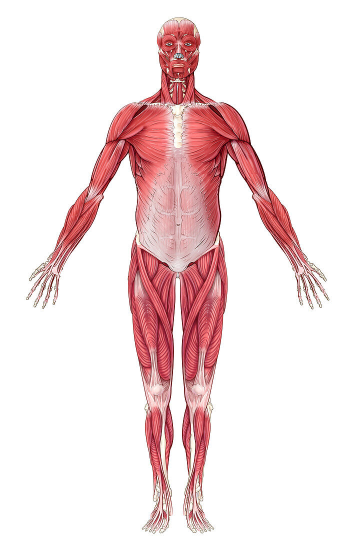Muscular System,Illustration