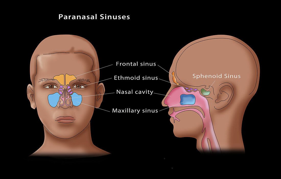 Paranasal Sinuses,Illustration