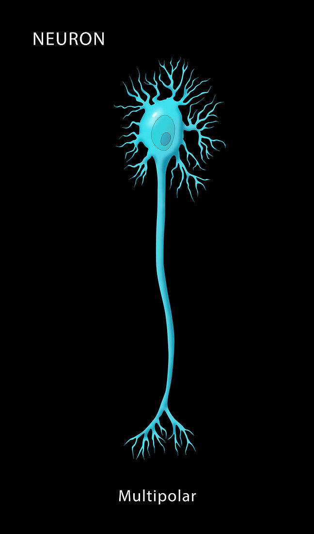 Multipolar Neuron,Illustration