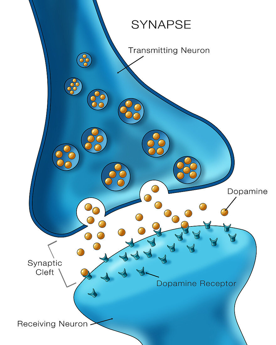 Neuron Synapse Anatomy,Illustration
