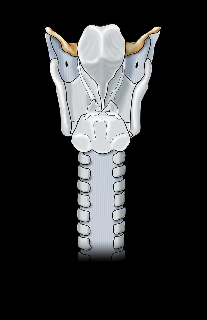Larynx Anatomy,Illustration