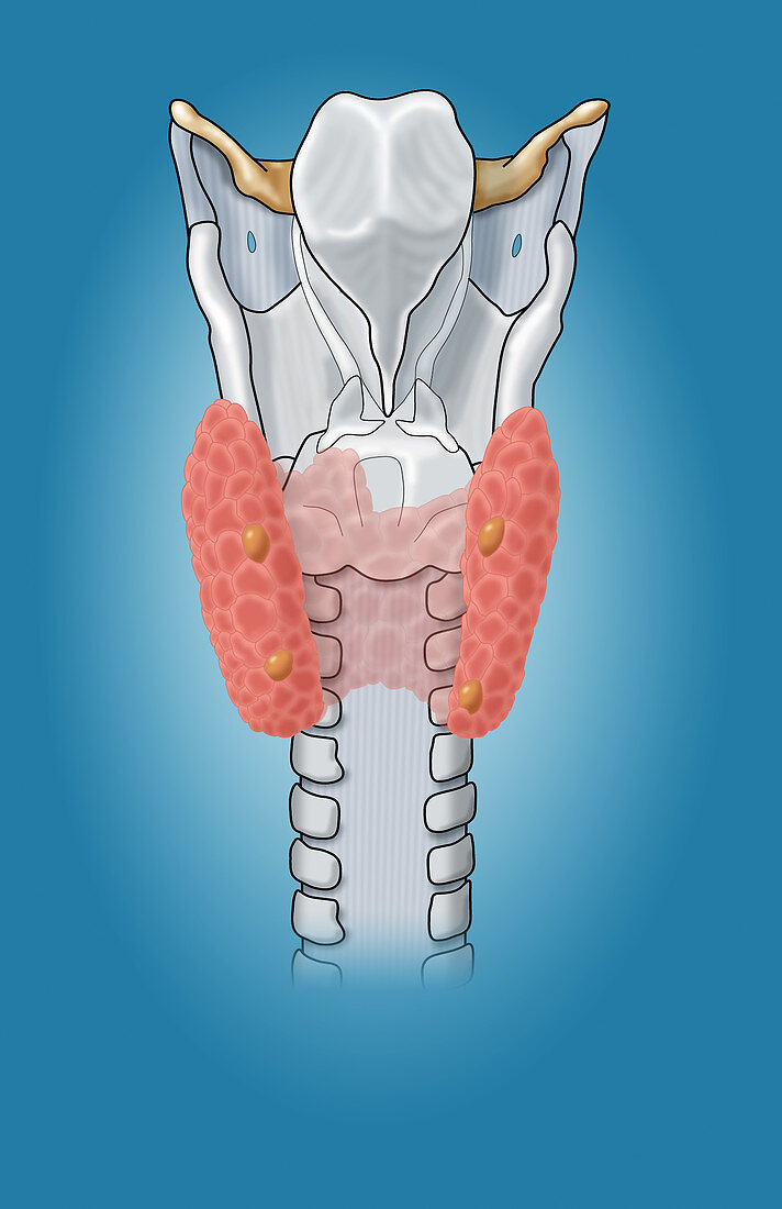 Parathyroid & Larynx,Illustration