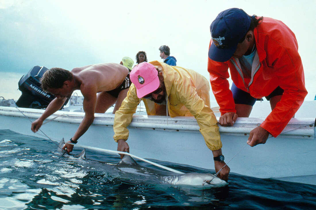 Tagging Lemon Shark