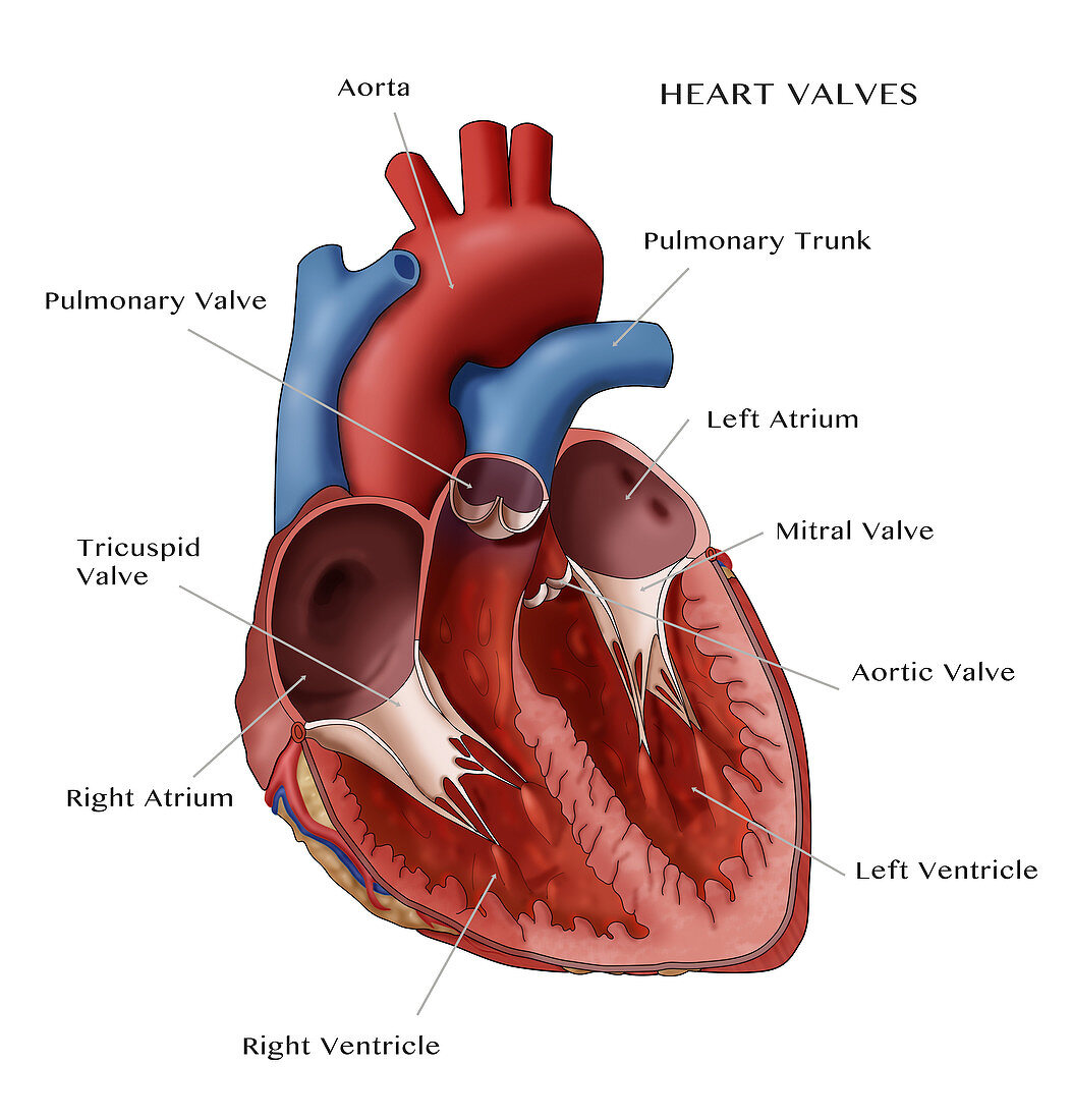 Heart Anatomy,Illustration