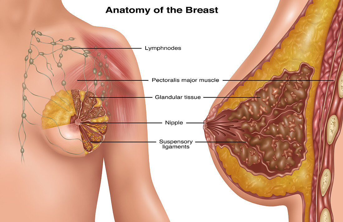 Breast Anatomy,Illustration