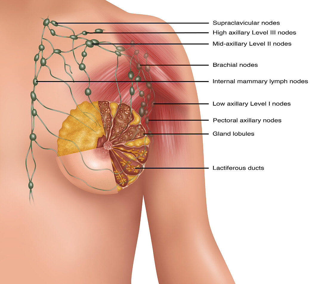 Breast Lymph Nodes,Illustration